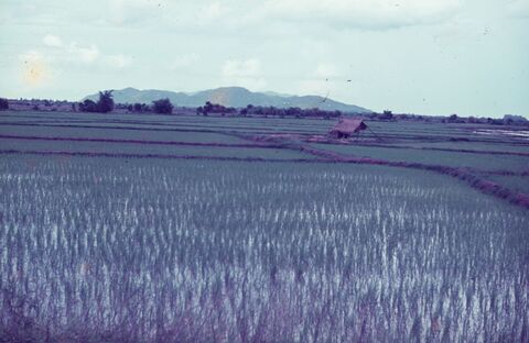 Looking west from Hoa Long road to Baria over half grown rice paddies
